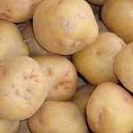 画像2: 栗じゃが 600g Mサイズ 低温熟成 品種：黄爵（とうや） (2)