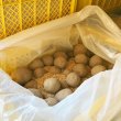 画像6: 栗じゃが 700g LMサイズ 低温熟成 品種：黄爵（とうや）・６月下旬販売終了予定 (6)