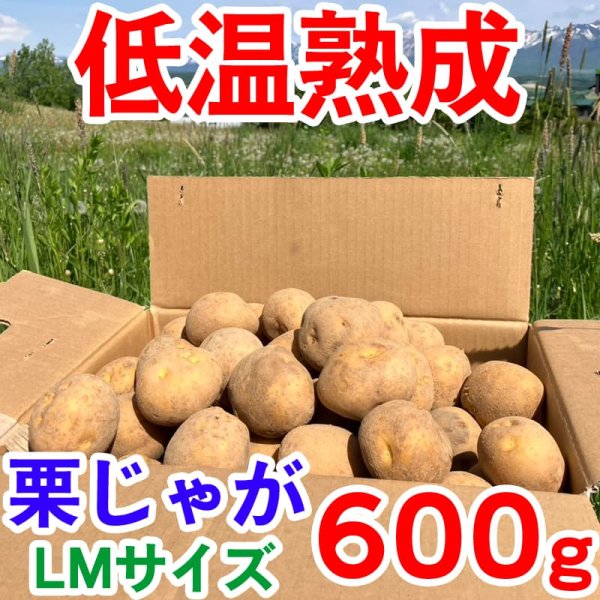 画像1: 栗じゃが 600g LMサイズ 低温熟成 品種：黄爵（とうや） (1)