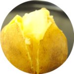 画像3: 栗じゃが 600g Mサイズ 低温熟成 品種：黄爵（とうや） (3)